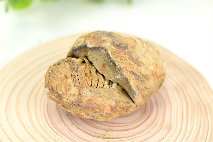 アップストーン楽天市場店の三葉虫 Trilobites 化石 ノジュール 団塊 フレキシカリメネ【モロッコ産】【約89.1g】三葉虫の化石｜Trilobites Nodule｜Flexicalymene ouzregui｜化石｜原石｜モロッコ｜フォッシル｜実験｜体験｜天然石｜パワーストーン ■39ショップ■｜アングル2