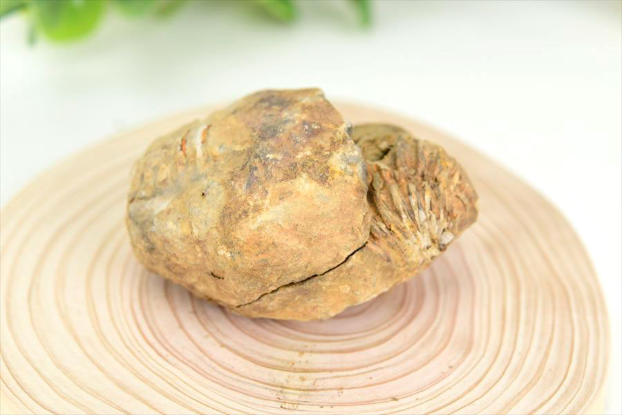 アップストーン楽天市場店の三葉虫 Trilobites 化石 ノジュール 団塊 フレキシカリメネ【モロッコ産】【約89.1g】三葉虫の化石｜Trilobites Nodule｜Flexicalymene ouzregui｜化石｜原石｜モロッコ｜フォッシル｜実験｜体験｜天然石｜パワーストーン ■39ショップ■｜アングル3