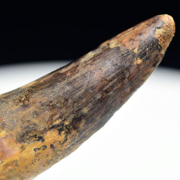 スピノサウルス 歯 化石 原石 Spinosaurus tooth【モロッコ産】【約52.1g】Spinosaurus｜morocco｜化石｜原石｜モロッコ｜フォッシル｜天然石｜パワーストーン ■39ショップ■