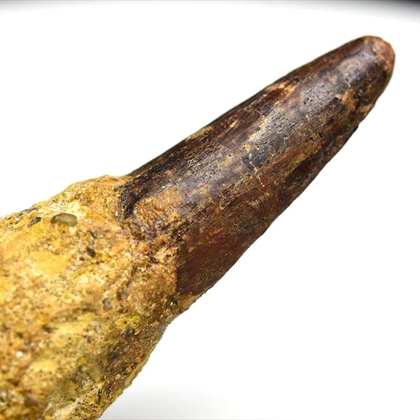 スピノサウルス 歯 化石 原石 Spinosaurus tooth【モロッコ産】【約32.3g】Spinosaurus｜morocco｜化石｜原石｜モロッコ｜フォッシル｜天然石｜パワーストーン ■39ショップ■