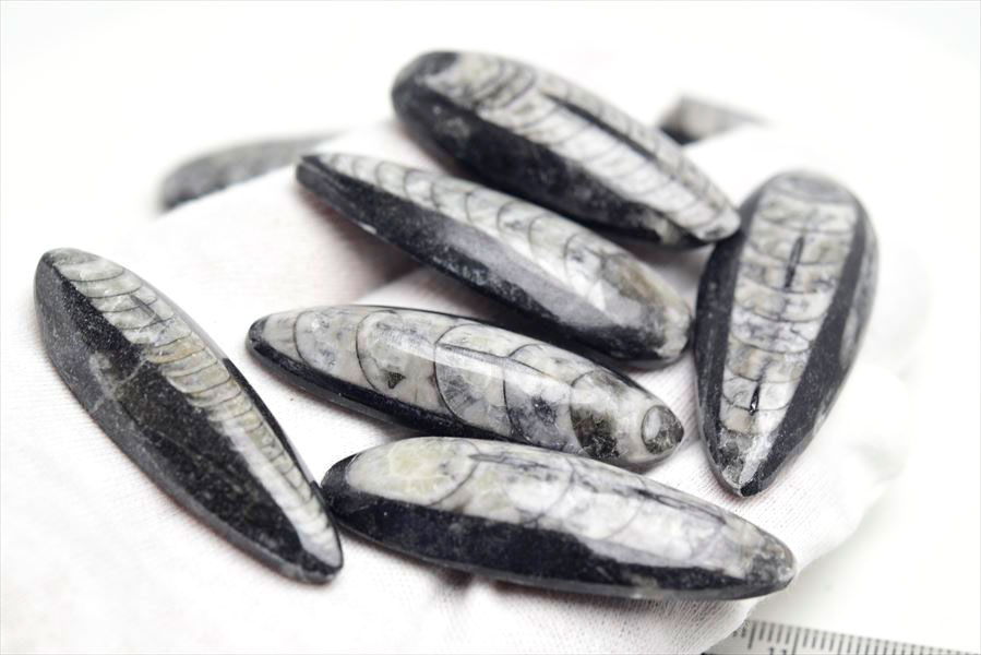 ���륽���饹 ľ�ѳ� �ߥ˥����� ���Т�����å��������पǤ�� ����30��40mm���墣������ñ�̡�1�ġۥ��륽���饹��Orthoceras�ò��Сø��Сå���å��åե��å����ŷ���Сåѥ���ȡ��� ��39����åע�