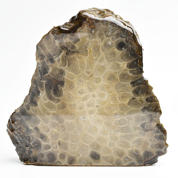 ペトスキーストーン フォッシルコーラル スタンド型 置物 現物画像■アメリカ・ミシガン州産■ペトスキー｜珊瑚の化石｜原石｜オバマ｜ポリッシュ｜置物｜天然石｜パワーストーン｜ ■39ショップ■のサムネイル