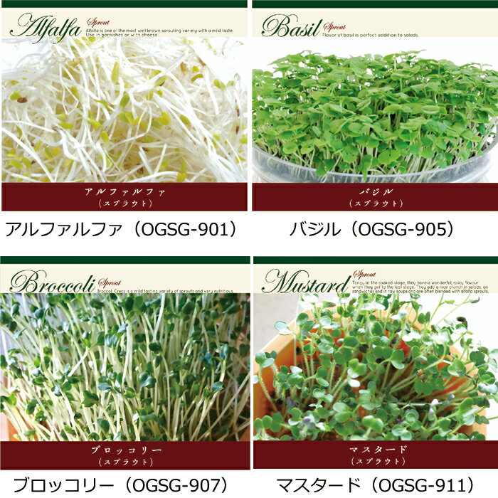育てて食べるスプラウト栽培キット プレーリードッグ 家庭 栽培セット 菜園 キット...