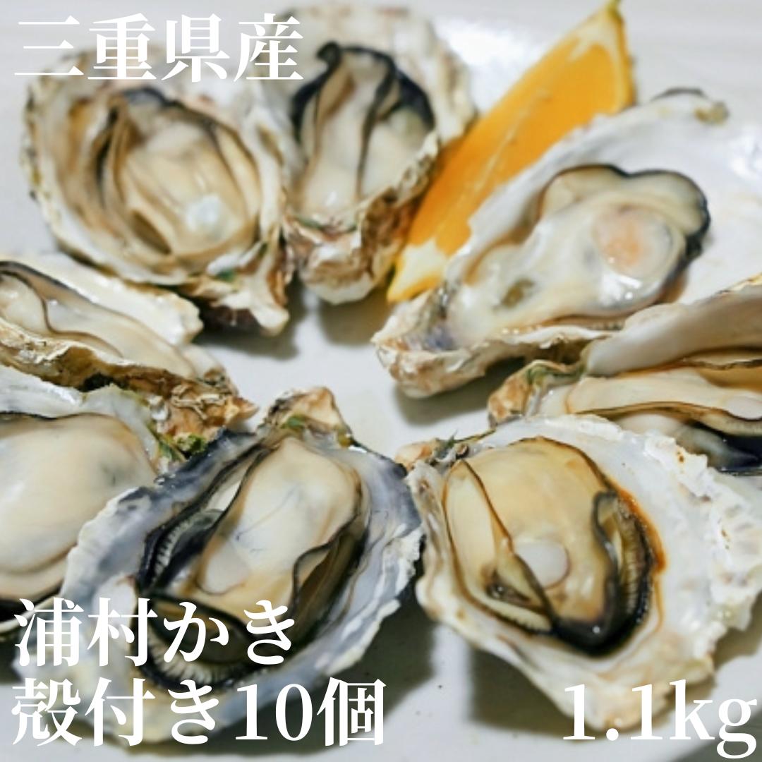 �����ǿ��٤����̣�����ڡۡ������ڡۡ������ѡ� ���Ÿ��� ��¼���� ���դ� M��L������10���������1.1kg����ˡ�1��2������������ ���� ���� ��������̾�� ���� ���� BBQ �С��٥��塼 £��ʪ ������ ���ˤ� �������ץ쥼��� �����