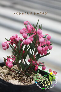 姫石楠花 濃色 ヒメシャナゲ ノウショク 科名 ツツジ科 開花時期6月～ 成長丈 草丈15cm～