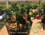 蔓無し蔓苔桃 ツルナシ ツルコケモモ 科名 ツツジ科 開花時期6月～ 成長丈 草丈10cm～