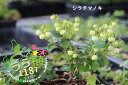 白玉の木 シラタマノキ 科名 ツツジ科 開花時期8月～ 成長丈 草丈15cm～