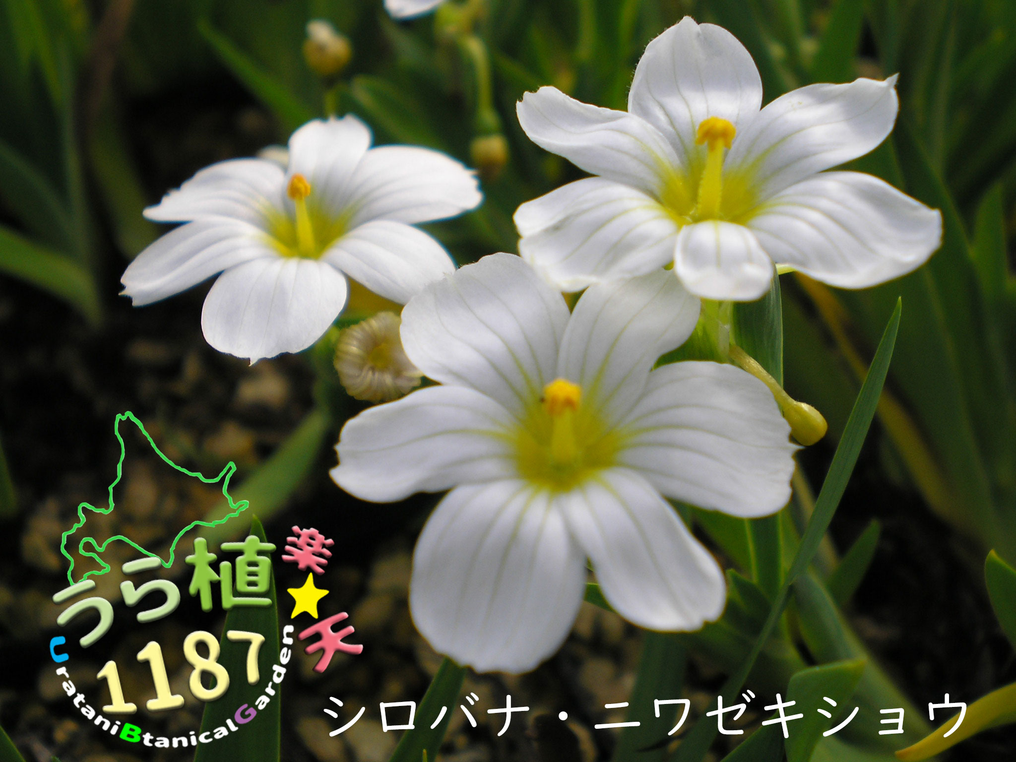 白花庭石菖 シロバナ ニワゼキショ