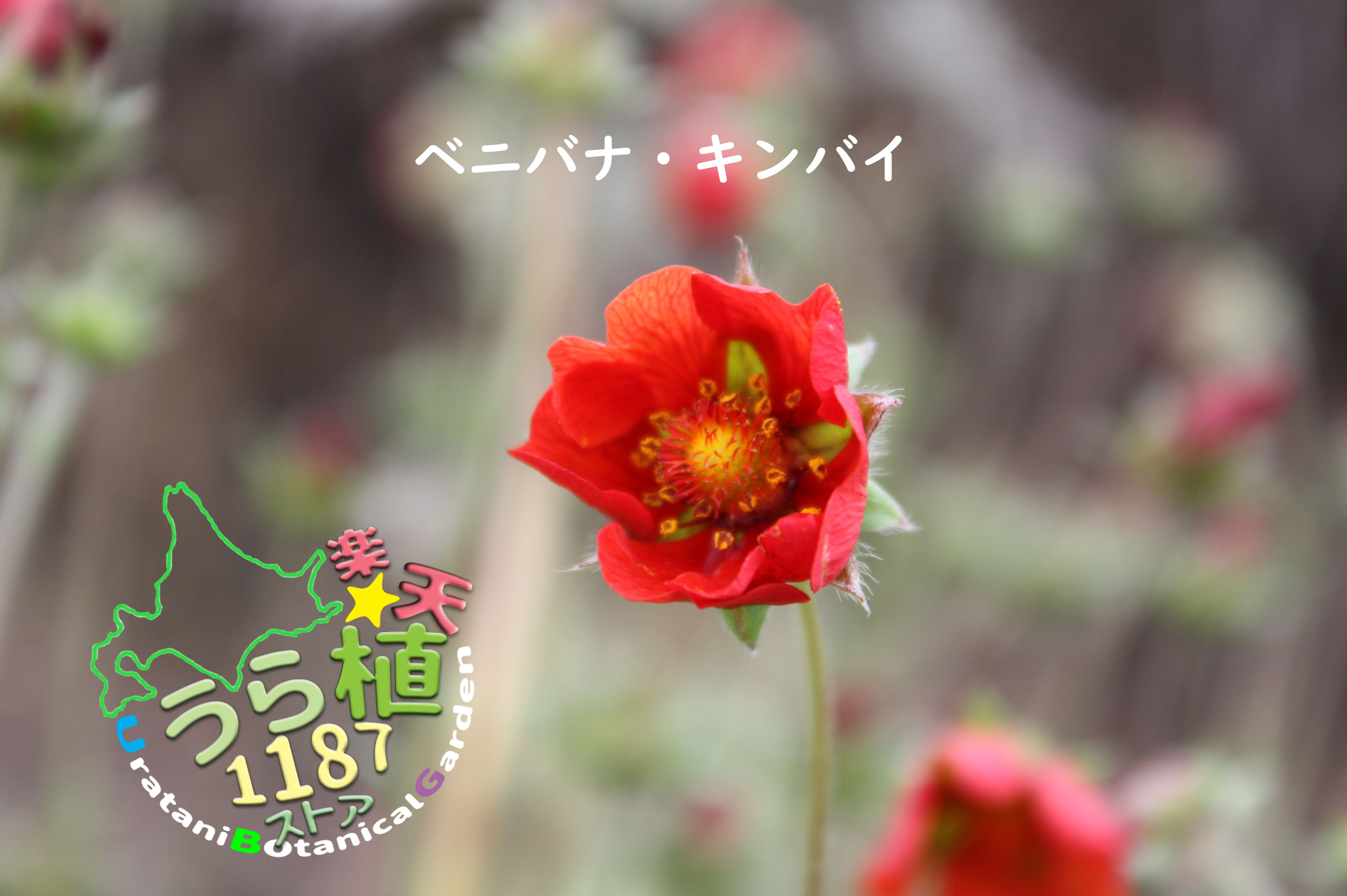 紅花金梅 ベニバナ キンバイ 科名 バラ科 開花時期6月～ 成長丈 草丈15cm～