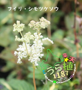 斑入り下野草 フイリ シモツケソウ 科名 バラ科 開花時期6月~ 成長丈 草丈15cm~