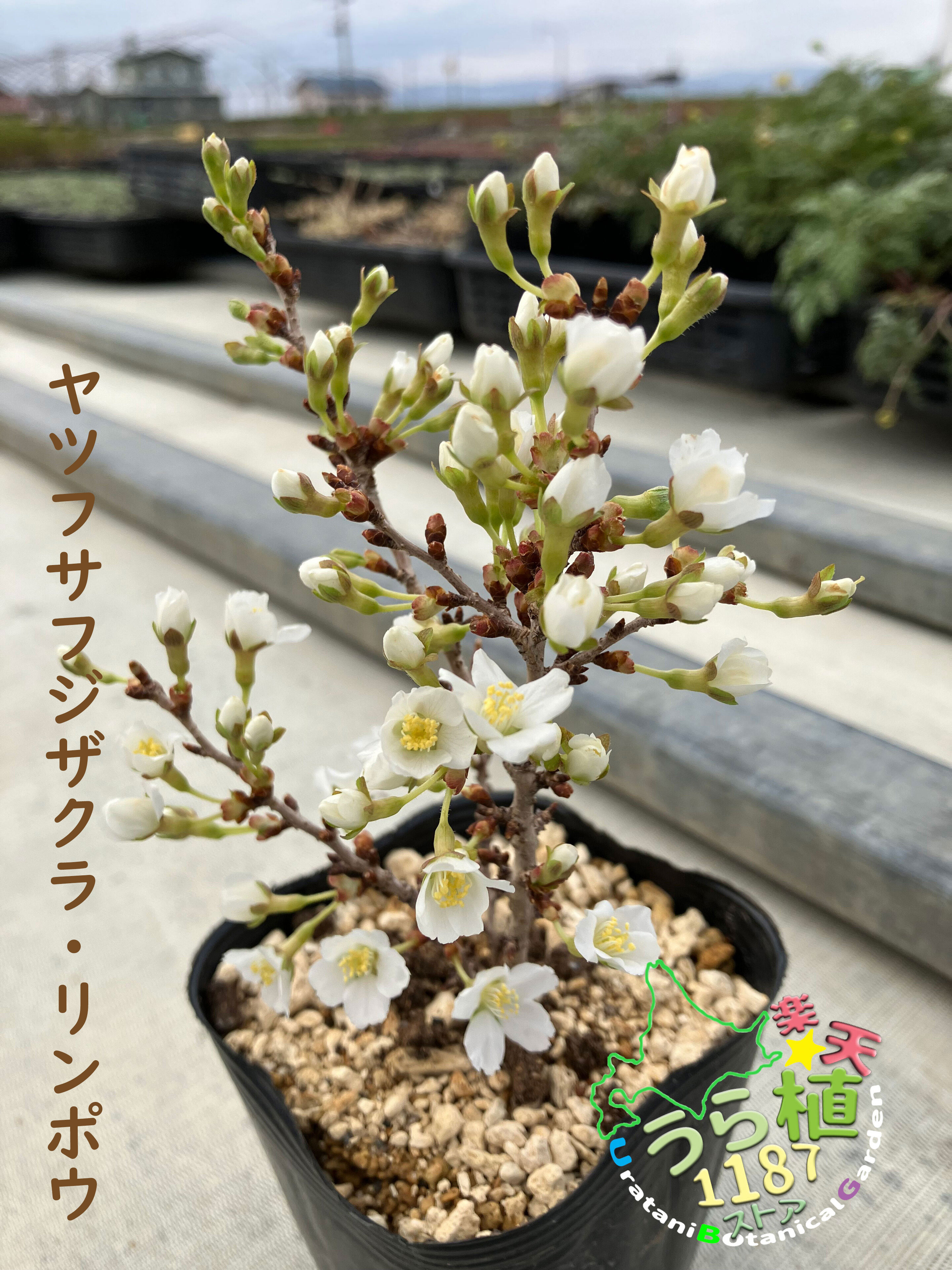 八房富士桜 淋宝 ヤツフサ フジザクラ リンポウ 科名 バラ科 開花時期4月～ 成長丈 草丈20cm～ ●花終了