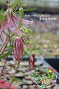 白糸蛍袋桃花 シライトホタルブクロ 科名 キキョウ科 開花時期7月~ 成長丈 草丈15cm~