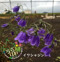 岩沙参 イワ シャジン 科名 キキョウ科 開花時期8月~ 成長丈 草丈30cm~