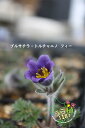 プルサチラ トルチャニノ フィー 科名 キンポウゲ科 開花時期5月~ 成長丈・草丈 10cm~