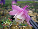 千島瑠璃苧環 桃花 チシマ ルリオダマキ モモバナ 科名 キンポウゲ科 開花時期5月~ 成長丈・草丈 10cm~ ●花終了