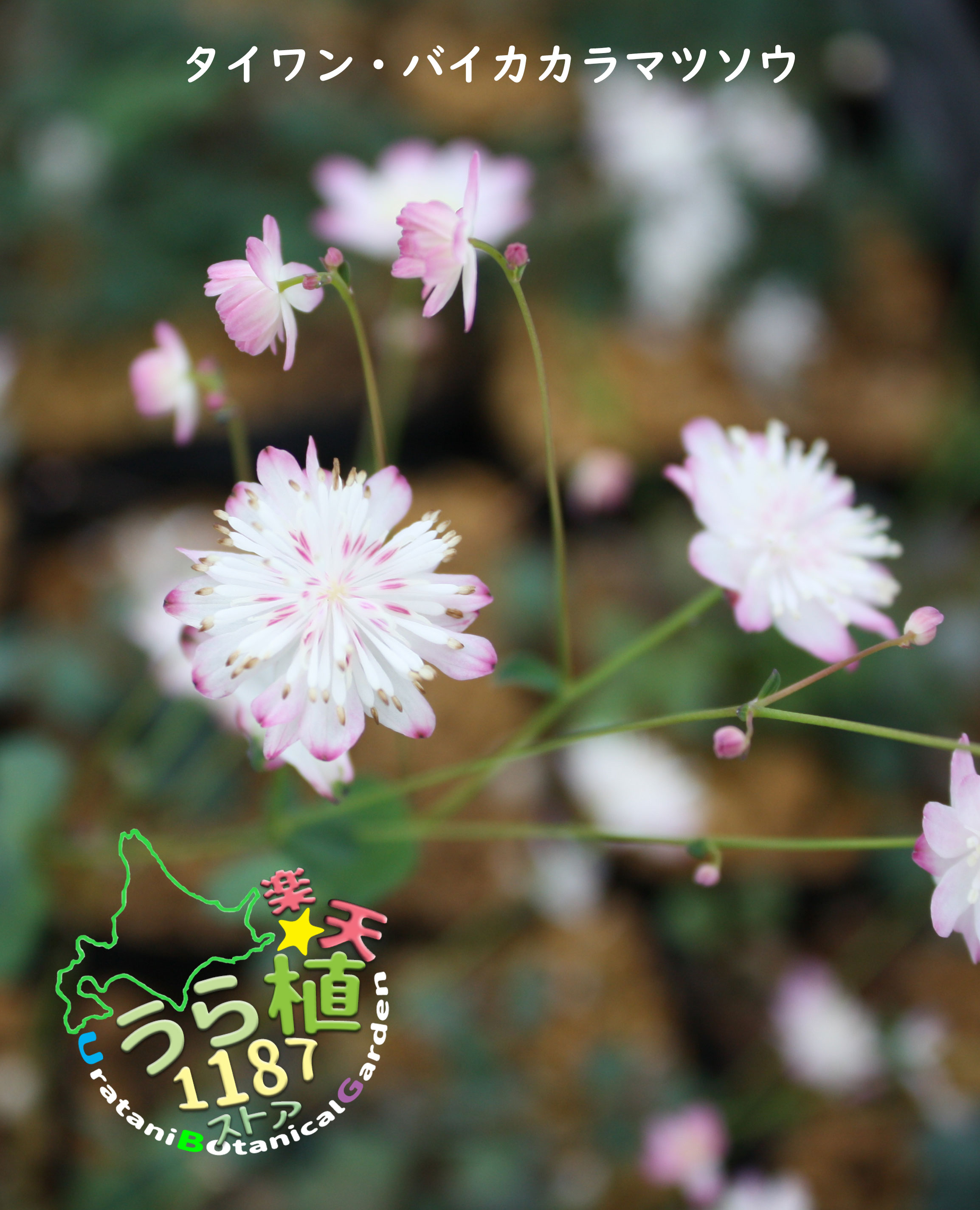 花苗 山野草 高山植物 宿根草 球根 低木 ガーデニング プレゼント 父の日 母の日花苗 山野草 高山植物 宿根草 球根 低木 ガーデニング プレゼント 父の日 母の日