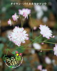 台湾梅花唐松草 タイワンバイカカラマツソウ 科名 キンポウゲ科 開花時期5月～ 成長丈・草丈10cm～