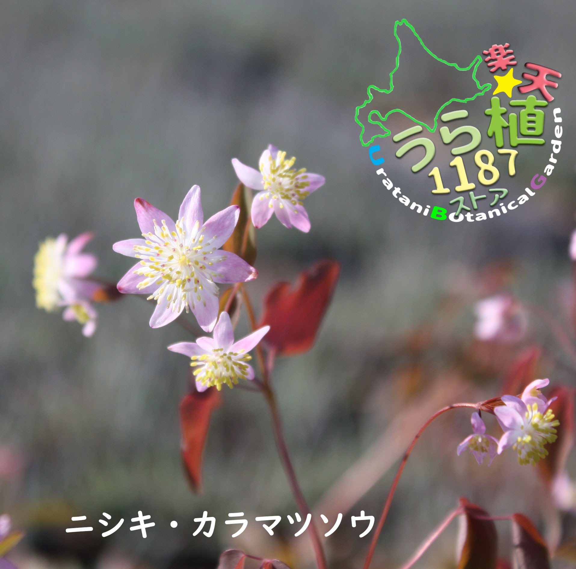 錦唐松草 ニシキカラマツソウ 科名 キンポウゲ科 開花時期5月～ 成長丈 草丈10cm～