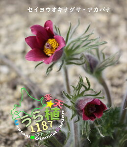 西洋翁草赤花 セイヨウオキナグサ アカバナ 科名 キンポウゲ科 開花時期5月~ 成長丈 草丈10cm~ ●花終了