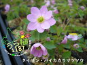 梅花唐松草 大輪 バイカカラマツソウ タイリン 科名 キンポウゲ科 開花時期5月~ 成長丈 草丈10cm~