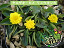 八重咲姫立金花 ヤエザキ ヒメ リュウキンカ 科名 キンポウゲ科 開花時期4月～ 成長丈 草丈2cm～