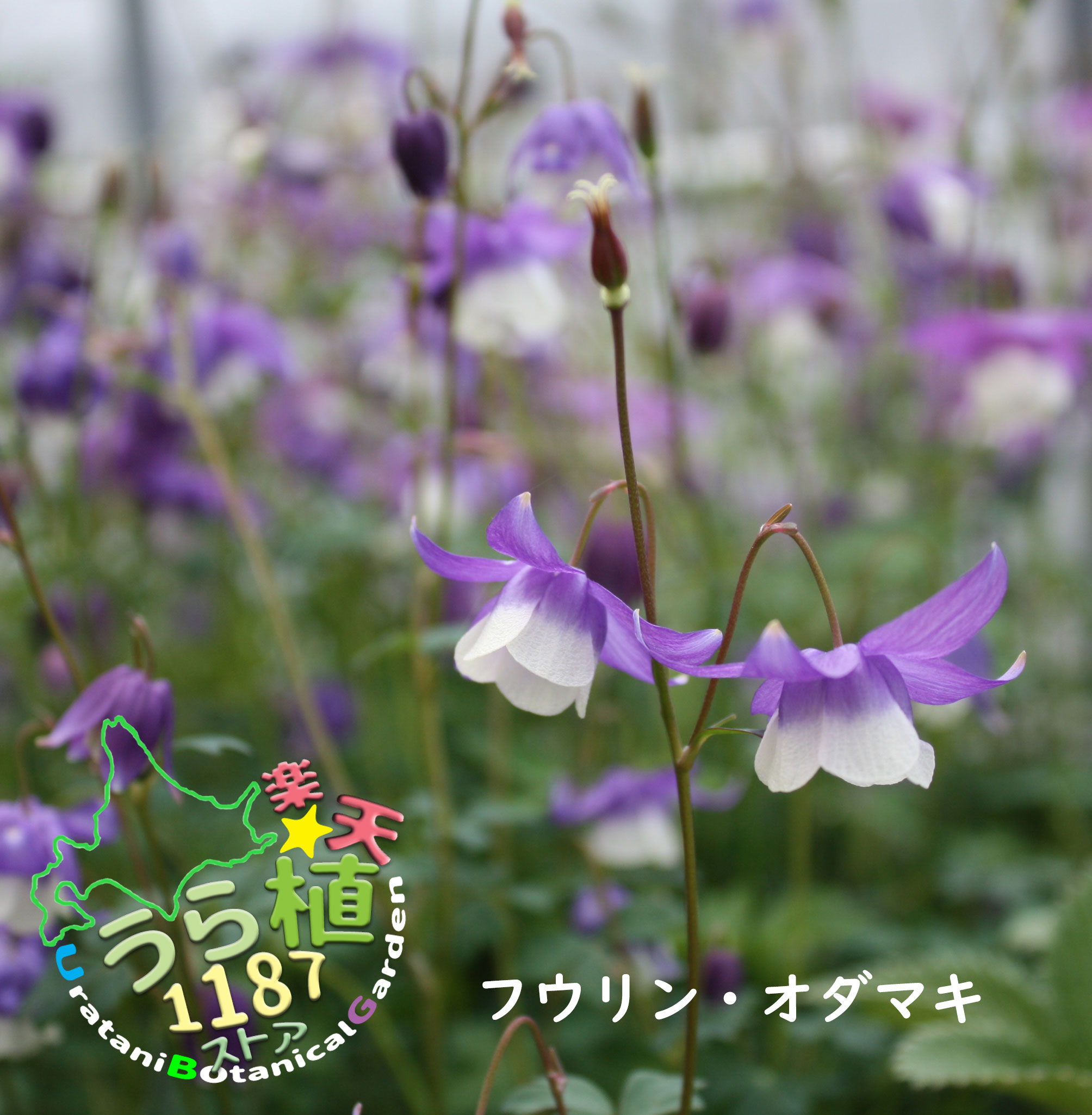 風鈴苧環 フウリン オダマキ 科名 キンポウゲ科 開花時期5月～ 成長丈 草丈15cm～