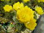 福寿草・フクジュソウ良芽 開花芽2本入り 3寸ポリポット栽培 開花時期4月~ 1,100円