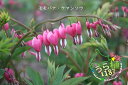 華鬘草桃花 ケマンソウ モモバナ 科名 ケシ科 開花時期5月~ 成長丈 草丈20cm~ ●花終了