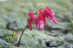 四季咲き駒草 シキザキ コマクサ 科名 ケシ科 開花時期5月～ 成長丈 草丈15cm～