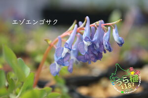 蝦夷延胡索 エゾ エンゴサク ●花終了(上層部葉無し) 科名 ケシ科 開花時期4月~ 成長丈 草丈10cm~