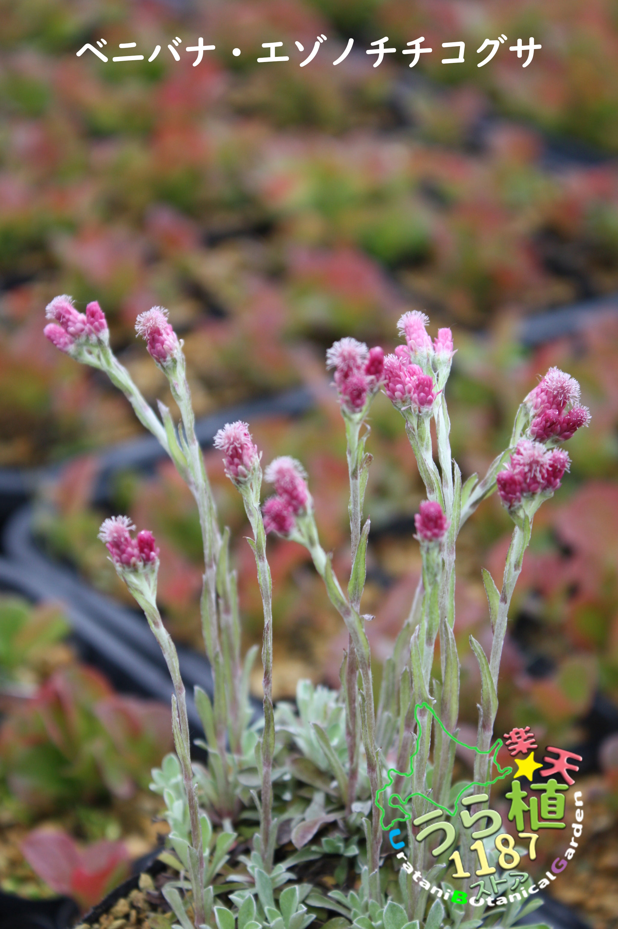 紅花蝦夷の父子草 ベニバナ エゾノ チチコグサ 科名 キク科 開花時期6月～ 成長丈 草丈10cm～