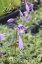 擬宝珠文鳥香 ギボウシ ブンチョウコウ 科名 ユリ科 開花時期6月～ 成長丈 草丈20cm～