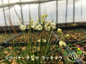 千島辣韭白花 チシマ・ラッキョ 科名 ユリ科 開花時期8月～ 成長丈 草丈10cm～