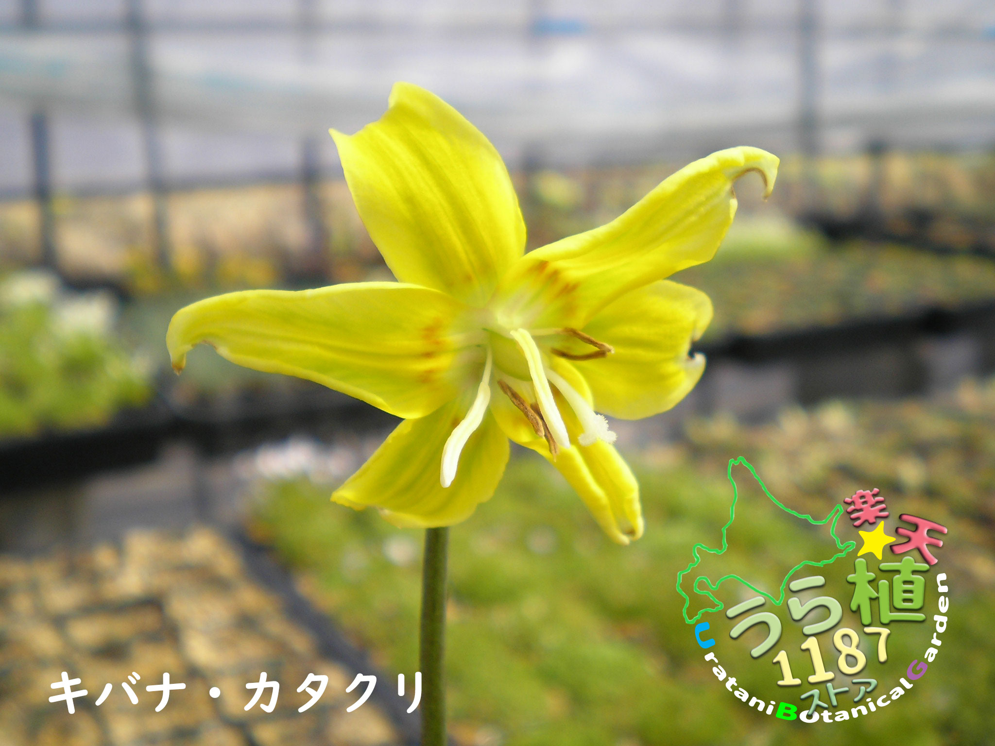 黄花片栗 キバナ カタクリ 科名 ユリ科 開花時期5月～ 成長丈 草丈20cm～ ●花終了！