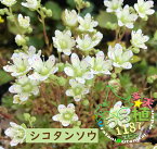 色丹草 シコタンソウ 科名 ユキノシタ科 開花時期6月～ 成長丈 草丈8cm～