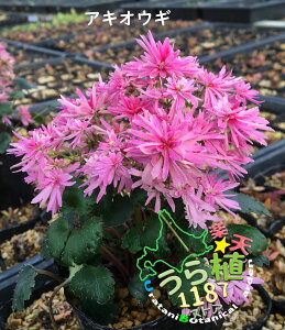 大文字草 秋扇 アキオウギ 科名 ユキノシタ科 開花時期9月 成長丈 草丈10cm~