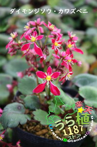 大文字草 河津紅 カワズベニ 科名 ユキノシタ科 開花時期9月 成長丈 草丈10cm~