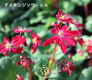 大文字草 汐萠 シエ 科名 ユキノシタ科 開花時期9月 成長丈 草丈10cm~