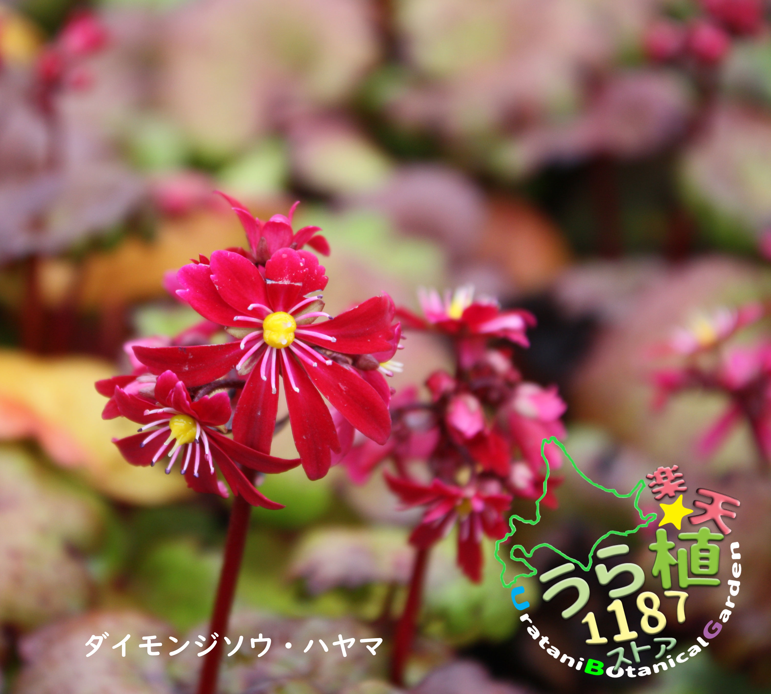 大文字草 波山 ハヤマ 科名 ユキノシタ科 開花時期9月 成長丈 草丈10cm～ 1