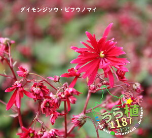 大文字草 美風の舞 ビフウノマイ 科名 ユキノシタ科 開花時期9月 成長丈 草丈10cm~