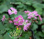 大文字草 紅可憐 ベニカレン 科名 ユキノシタ科 開花時期9月 成長丈 草丈10cm～