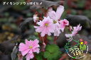 大文字草 舞姫 マイヒメ 科名 ユキノシタ科 開花時期9月〜 成長丈 草丈10cm〜