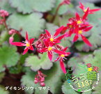 大文字草 正美 マサミ 科名 ユキノシタ科 開花時期9月～ 成長丈 草丈10cm～