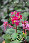 大文字草（紅輪・コウリン）　科名：ユキノシタ科　開花時期9月～　成長丈・草丈10cm～