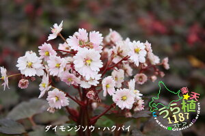 大文字草(白梅・ハクバイ) 科名:ユキノシタ科 開花時期9月~ 成長丈・草丈10cm~
