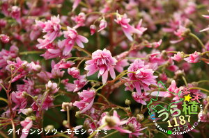 大文字草 桃白波 モモシラナミ 科名 ユキノシタ科 開花時期9月~ 成長丈 草丈10cm~