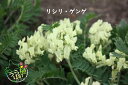 利尻蓮華 リシリ ゲンゲ 科名 マメ科 開花時期6月〜 成長丈 草丈15cm〜