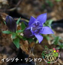 石鎚竜胆 イシヅチ リンドウ 科名 リンドウ科 開花時期8月～ 成長丈 草丈15cm～