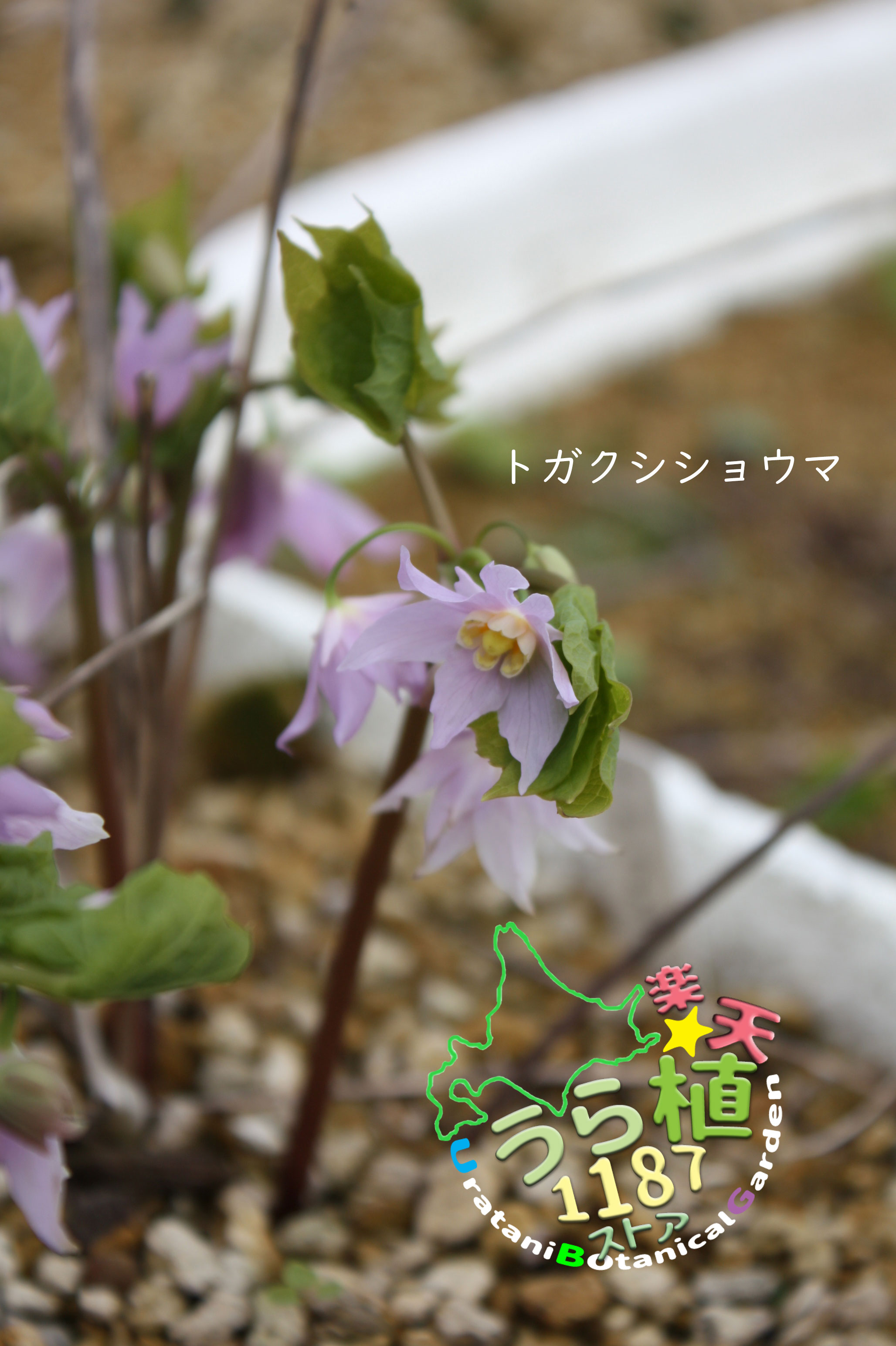 戸隠し升麻 (トガクシ・ショウマ）科名 メギ科 開花時期5月～ 成長丈 草丈5cm～