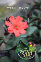 松本仙扇 マツモトセンノウ 科名 ナデシコ科 開花時期6月~ 成長丈 草丈15cm~